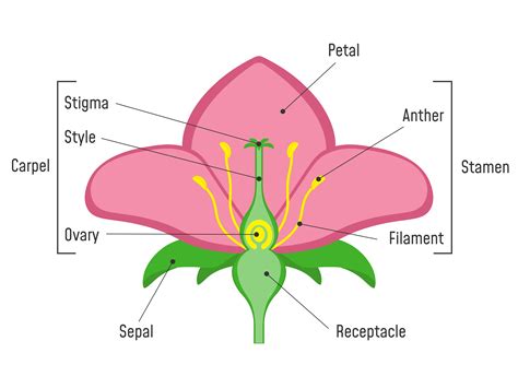 flower anatomy.